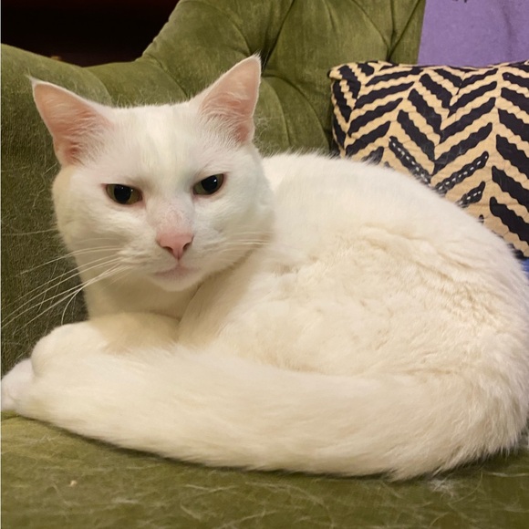 twocatsoneturtl